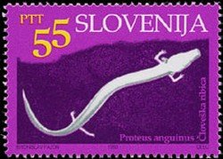 Cave animals - European cave salamander