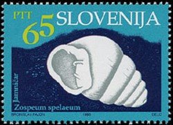 Cave animals - Cave snail