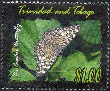 Variable Cracker (Hamadryas feronia)
