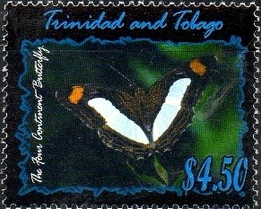 Morpho Butterfly (Morpho sp.)