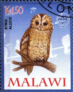 Stamp, Strix Aluco, Cinderellas,  , Birds