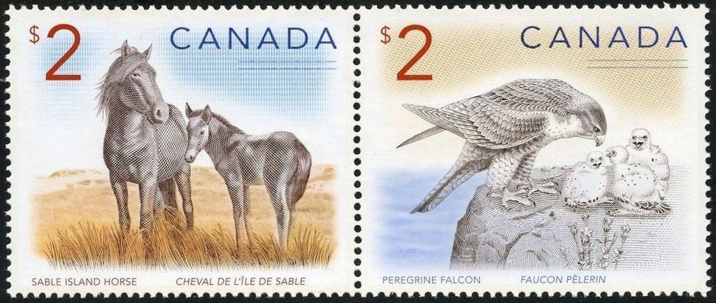 Sable Island Horse (Equus ferus caballus), Peregrine Falcon 