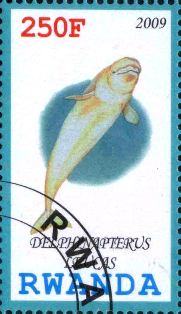 Delphinapierus Leucas