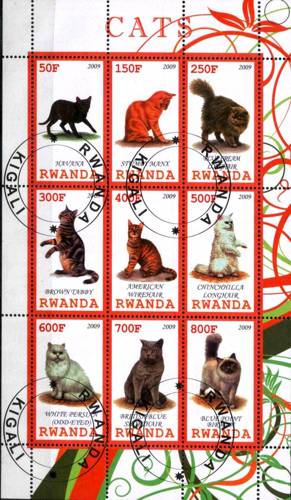 Cats