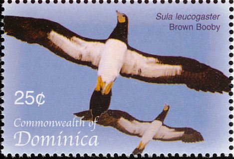 Brown booby