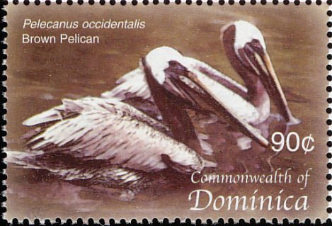 Brown pelican