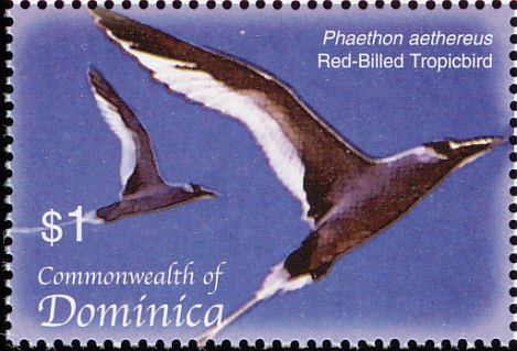Red-billed tropicbird