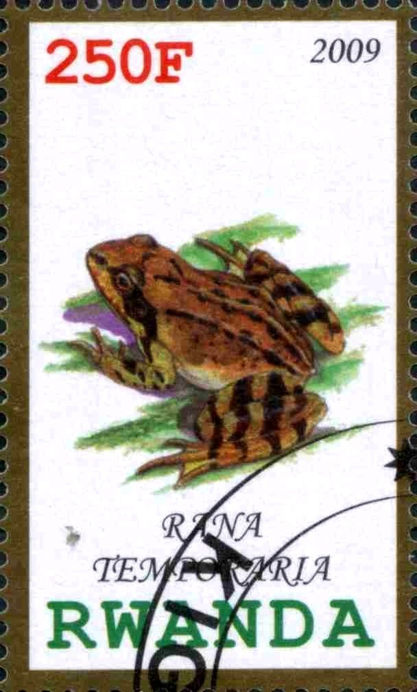 Rana Temporaria