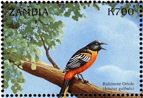 Baltimore Oriole - Icterus galbula