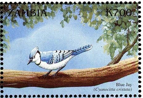 Blue Jay - Cyanocitta cristata