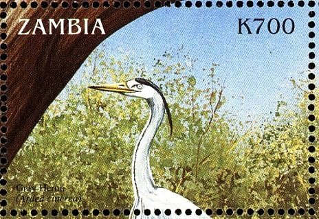 Grey Heron - Ardea cinerea
