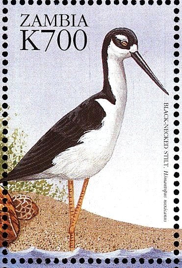 Black-necked Stilt - Himantopus mexicanus