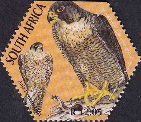 Peregrine Falcon (Falco peregrinus)