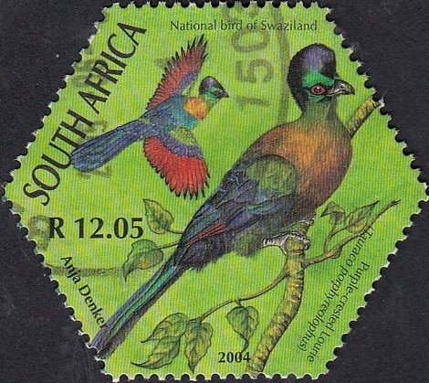 Purple-crested Turaco (Tauraco porphyreolophus)