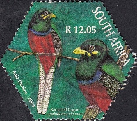 Bar-tailed Trogon (Apaloderma vittatum)