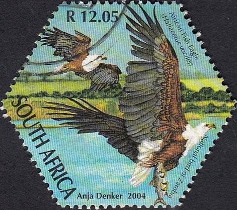 African Fish Eagle (Haliaeetus vocifer)