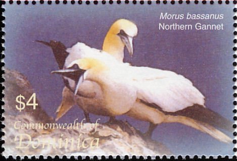 Northern gannet