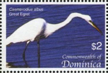 Great egret