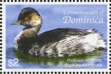 Black-necked grebe