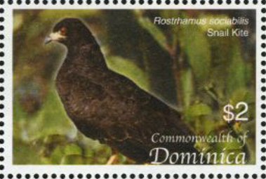 Snail kite