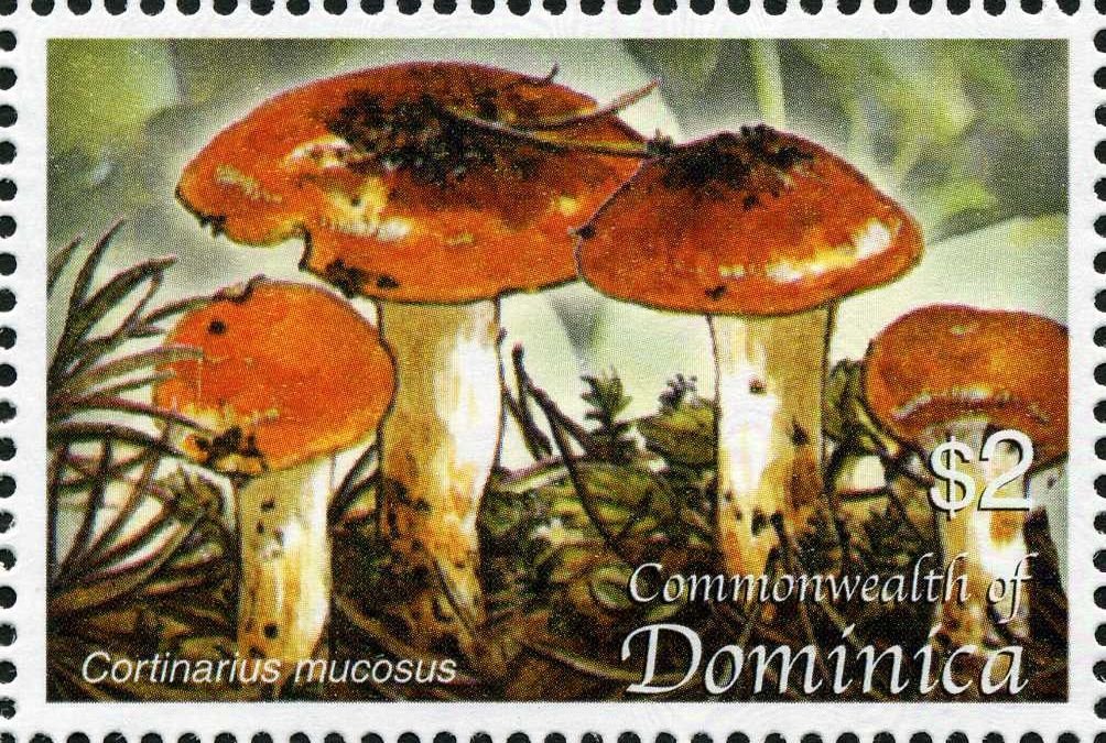 Cortinarius mucosus