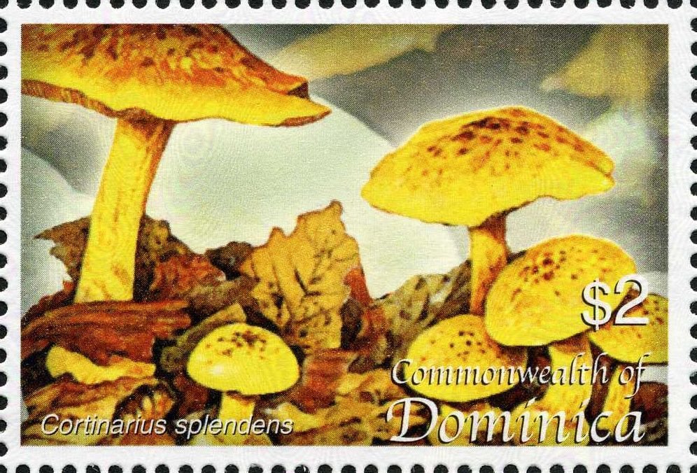 Cortinarius splendens