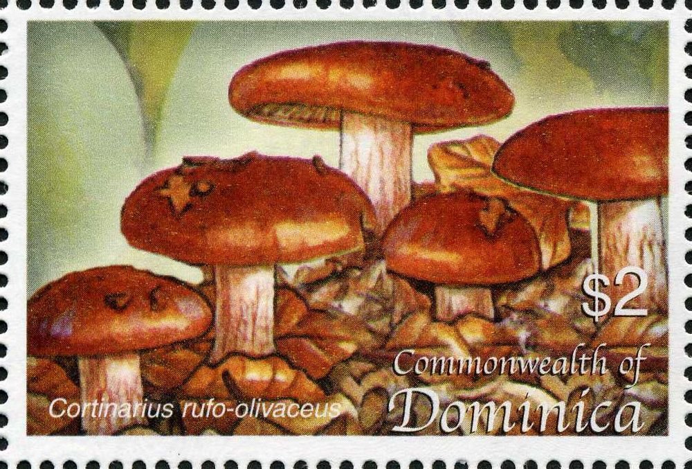 Cortinarius rufo-olivaceus