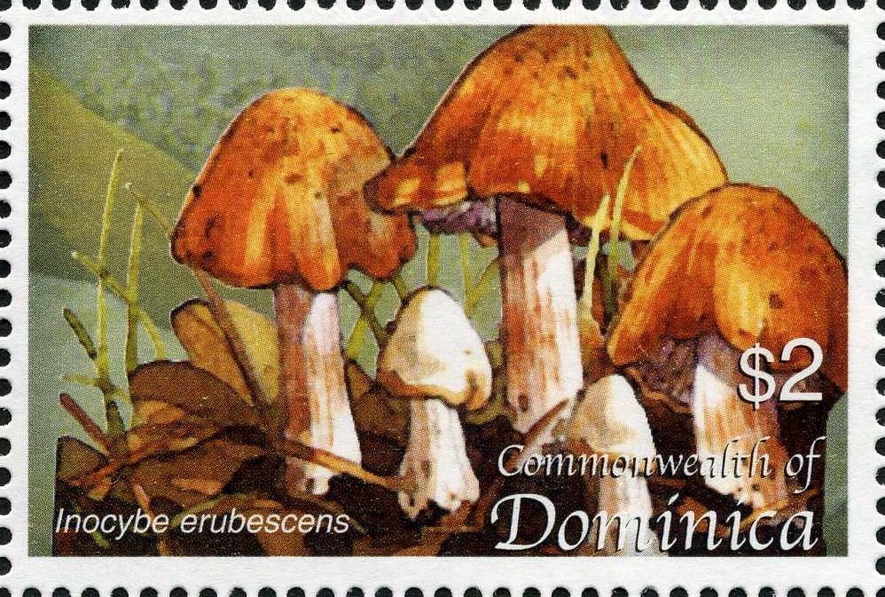 Inocybe erubescens