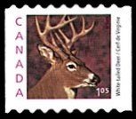 White-tailed Deer (Odocoileus virginianus)