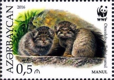 Manul (Otocolobus manul)