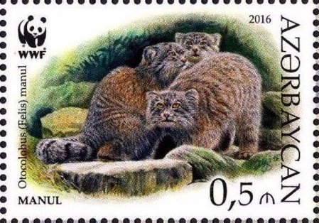 Manul (Otocolobus manul)