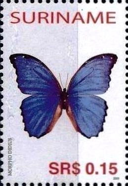 Giant Blue Morpho (Morpho didius)
