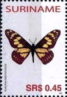 Short-horned Baronia (Baronia brevicornis)