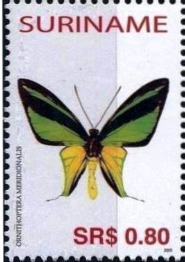 Southern Tailed Birdwing (Ornithoptera meridionalis)