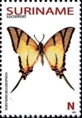 Swallowtail Butterfly (Eurytides bellerophon)