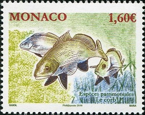 Brown Meagre (Sciaena umbra)