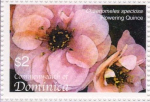 Flowering quince