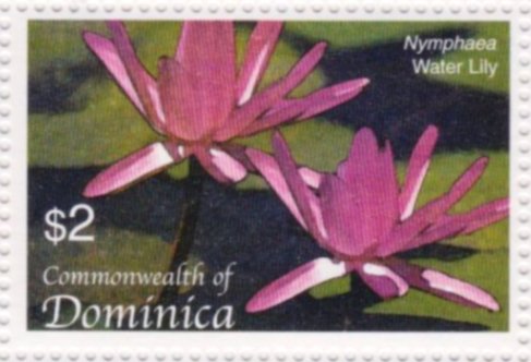 Water lily