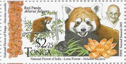 Red Panda (Ailurus fulgens)