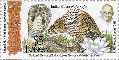 Indian Cobra (Naja naja)