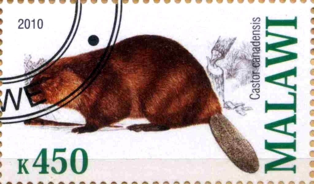 Castor canadensis