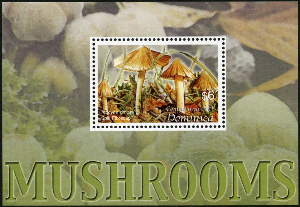 Inocybe rimosa.