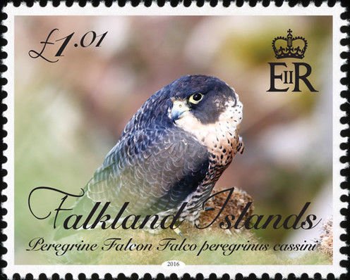 Peregrine falcon