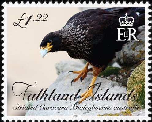 Striated caracara