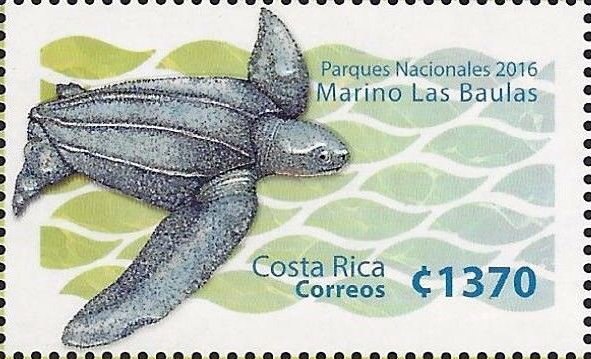 Sea turtle