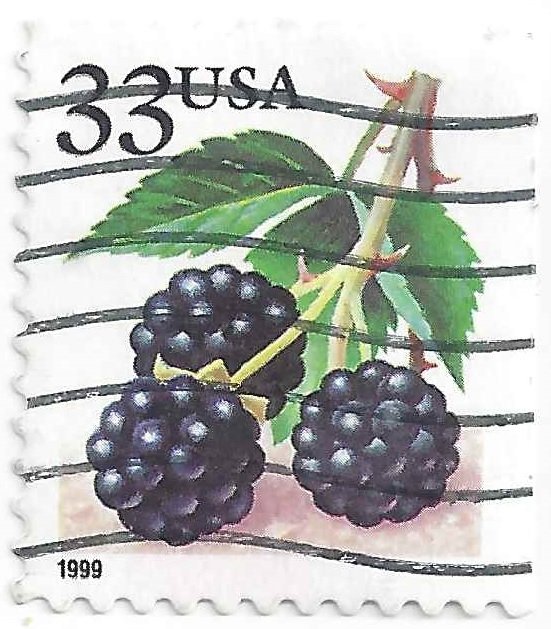 Fruit Berries: Blackberries