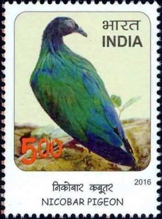 Nicobar pigeon