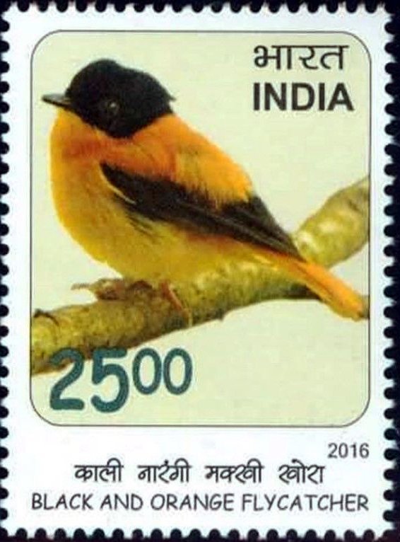 Black and orange flycatcher