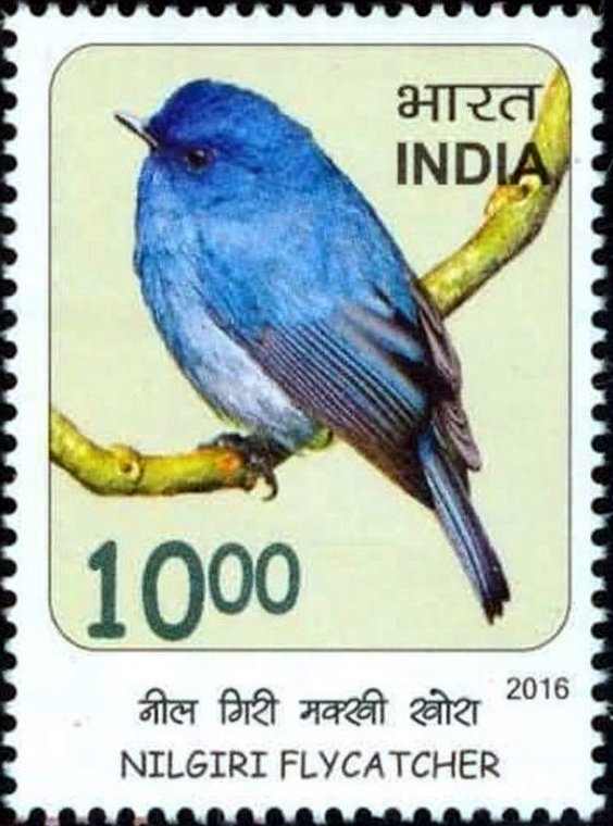 Nilgiri flycatcher