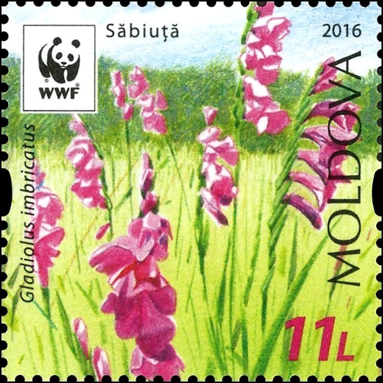 Turkish Marsh Gladiolus (Gladiolus Imbricatus)